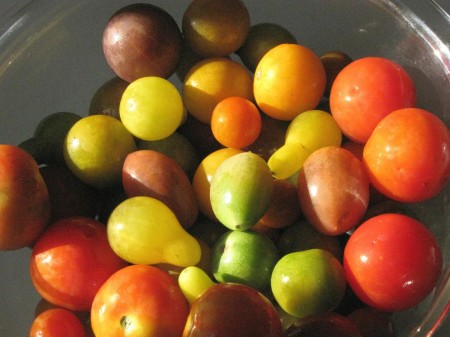 Beautiful tomatoes