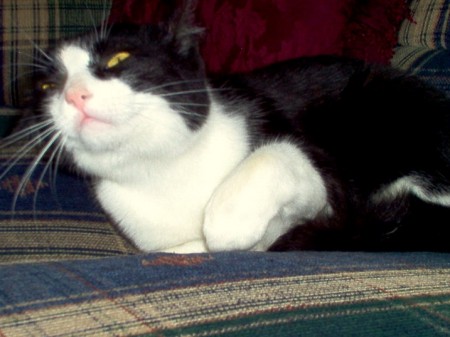 Lucky My parent's cat Lucky...he's really sweet.